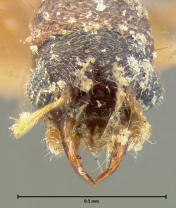 Media type: image;   Entomology 6553 Aspect: head dorsal view